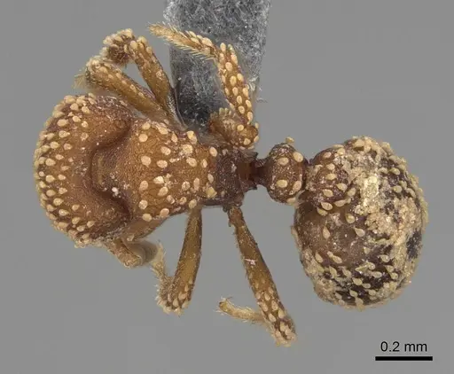 Calyptomyrmex kaurus - CASENT0775309