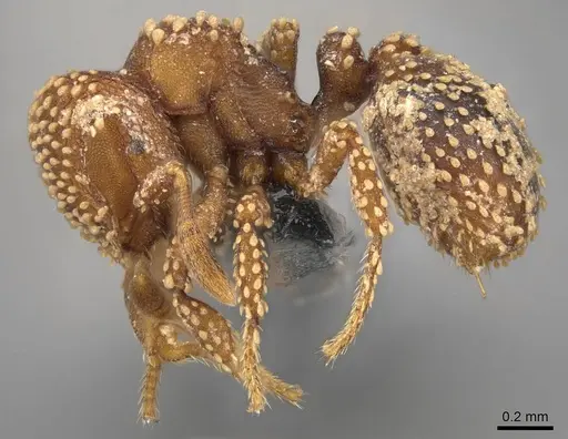 Calyptomyrmex kaurus - CASENT0775309