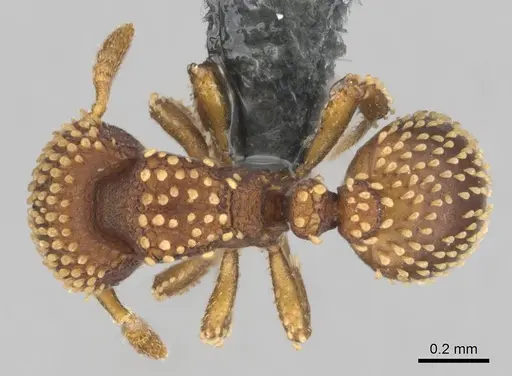 Calyptomyrmex kaurus - CASENT0815853