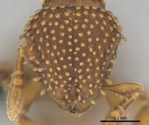 Calyptomyrmex kaurus - CASENT0815853