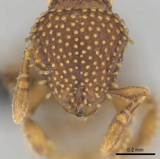 Calyptomyrmex kaurus - CASENT0815853