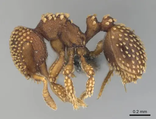 Calyptomyrmex kaurus - CASENT0815853