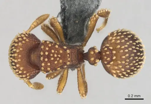 Calyptomyrmex kaurus - CASENT0815855