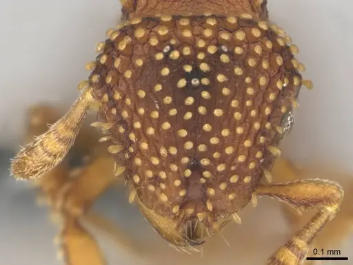 Calyptomyrmex kaurus - CASENT0815855