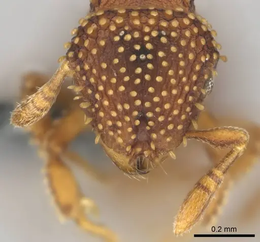 Calyptomyrmex kaurus - CASENT0815855