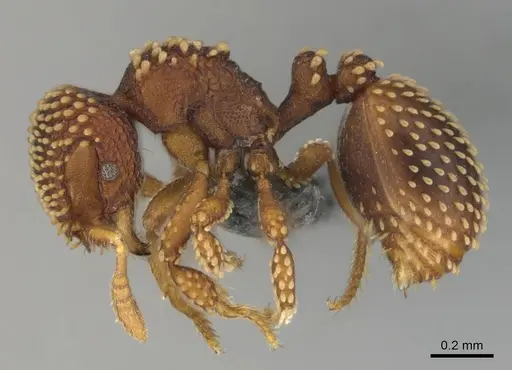 Calyptomyrmex kaurus - CASENT0815855