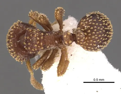 Calyptomyrmex kaurus - CASENT0900985