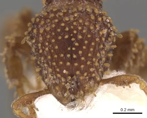 Calyptomyrmex kaurus - CASENT0900985