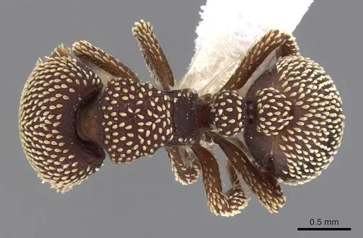 Calyptomyrmex loweryi specimen