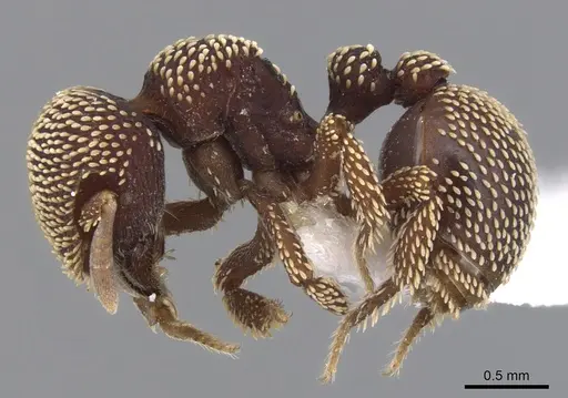 Calyptomyrmex loweryi specimen