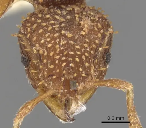 Calyptomyrmex nedjem specimen