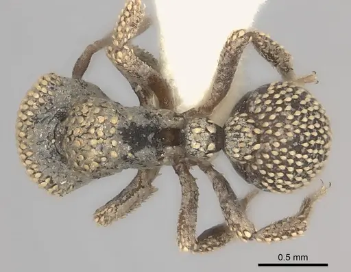 Calyptomyrmex nummuliticus specimen