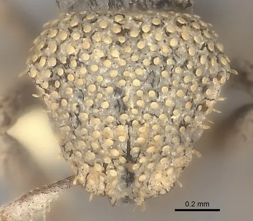 Calyptomyrmex nummuliticus specimen