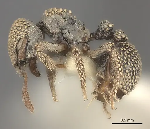 Calyptomyrmex nummuliticus specimen