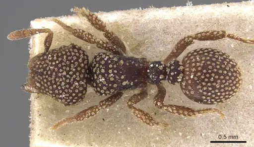 Calyptomyrmex nummuliticus - CASENT0913955