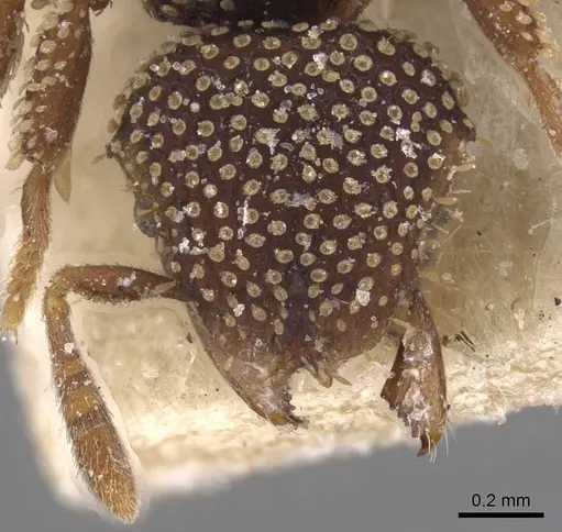 Calyptomyrmex nummuliticus - CASENT0913955