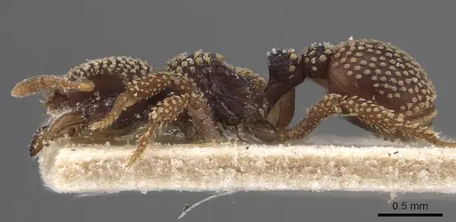 Calyptomyrmex nummuliticus - CASENT0913955