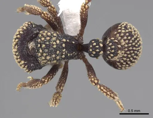 Calyptomyrmex nummuliticus - CASENT0923159