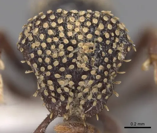 Calyptomyrmex nummuliticus - CASENT0923159