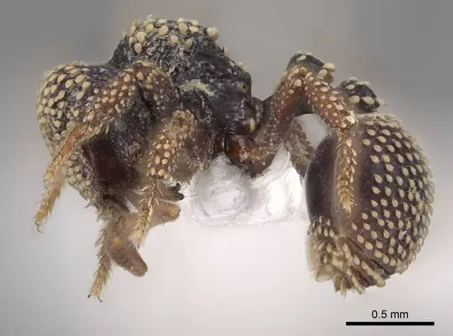 Calyptomyrmex nummuliticus - CASENT0923159