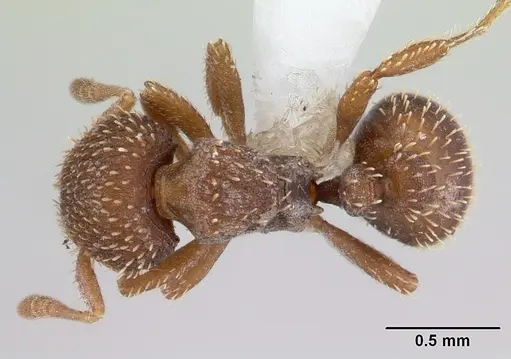 Calyptomyrmex piripilis specimen