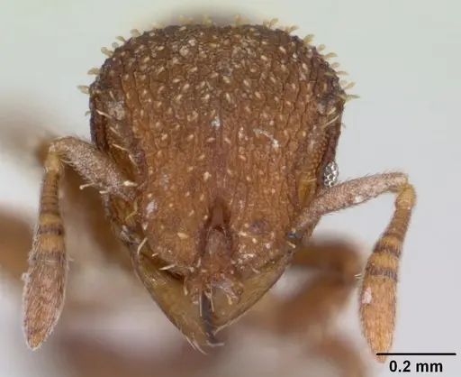 Calyptomyrmex piripilis specimen