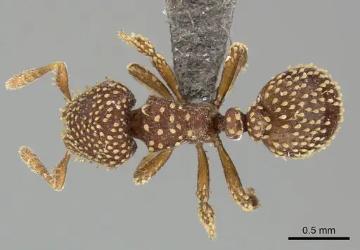 Calyptomyrmex piripilis - CASENT0235374