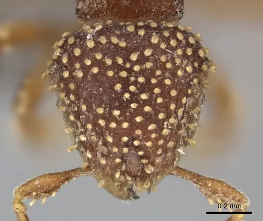 Calyptomyrmex piripilis - CASENT0235374