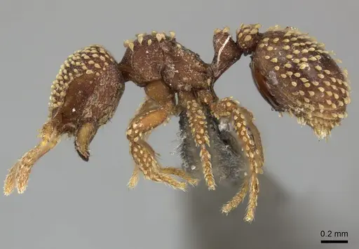 Calyptomyrmex piripilis - CASENT0235374