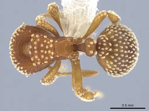 Calyptomyrmex piripilis - CASENT0629659