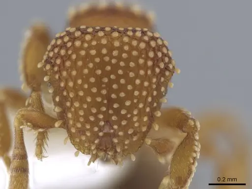 Calyptomyrmex piripilis - CASENT0629659