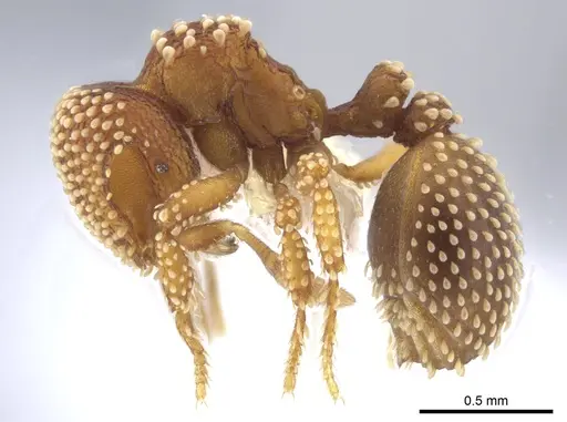 Calyptomyrmex piripilis - CASENT0629659