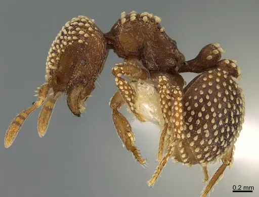 Calyptomyrmex piripilis - CASENT0923579