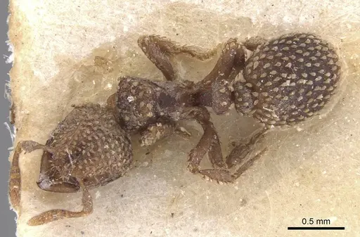 Calyptomyrmex piripilis - RMCAENT000017778