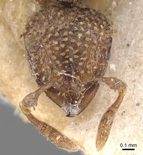 Calyptomyrmex piripilis - RMCAENT000017778