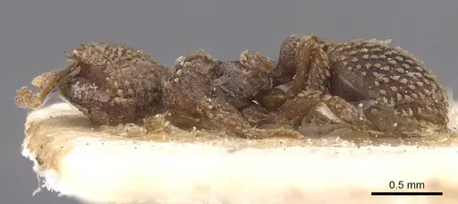 Calyptomyrmex piripilis - RMCAENT000017778