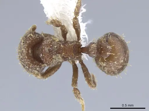 Calyptomyrmex rectopilosus specimen