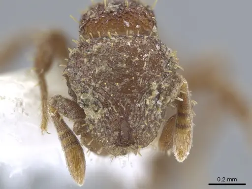 Calyptomyrmex rectopilosus specimen