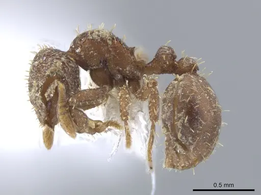 Calyptomyrmex rectopilosus specimen