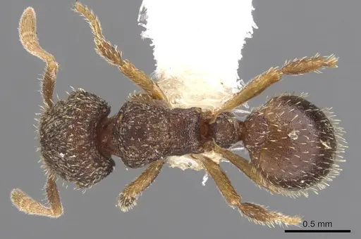 Calyptomyrmex rennefer specimen