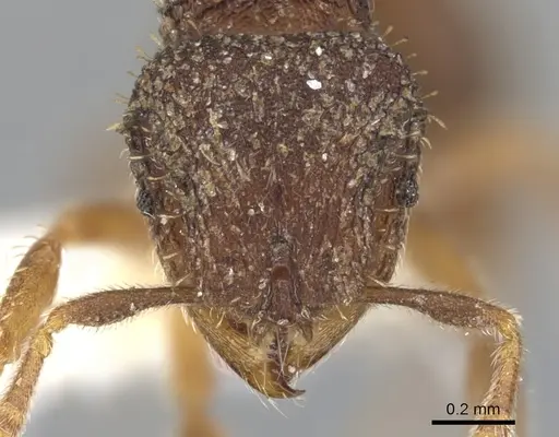 Calyptomyrmex rennefer specimen