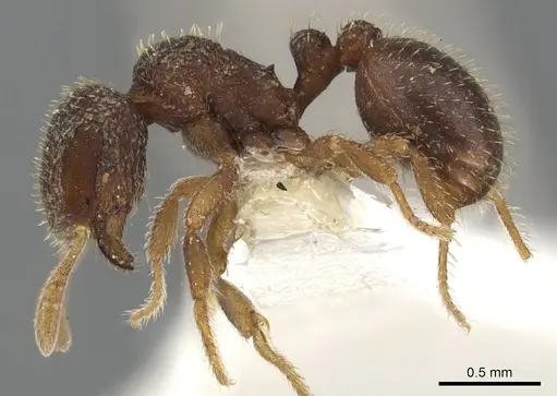Calyptomyrmex rennefer specimen