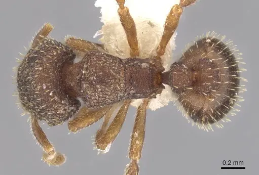 Calyptomyrmex rennefer - RMCAENT000017779
