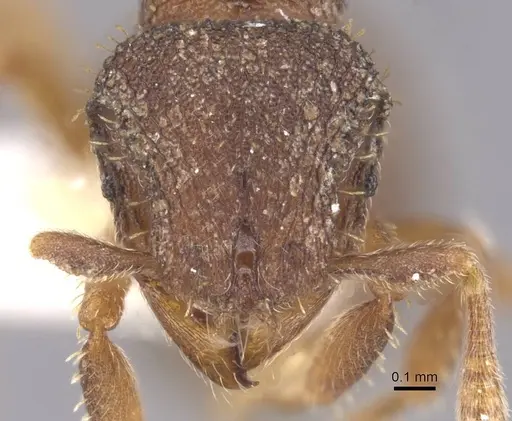 Calyptomyrmex rennefer - RMCAENT000017779