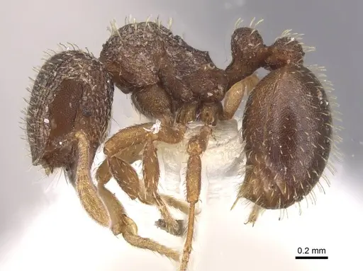 Calyptomyrmex rennefer - RMCAENT000017779