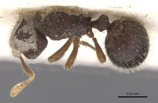 Calyptomyrmex rennefer - RMCAENT000017780