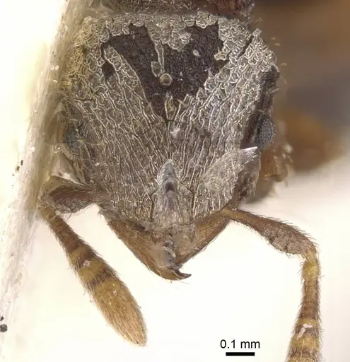 Calyptomyrmex rennefer - RMCAENT000017780