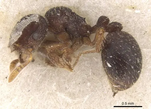 Calyptomyrmex rennefer - RMCAENT000017780