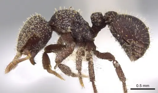 Calyptomyrmex retrostriatus specimen