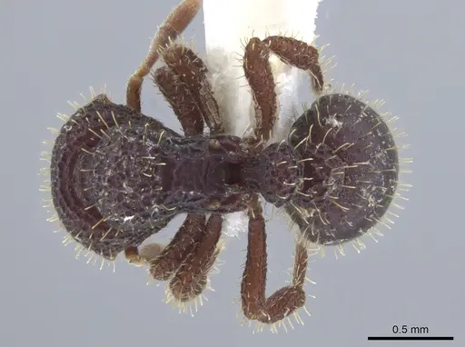 Calyptomyrmex ryderae specimen